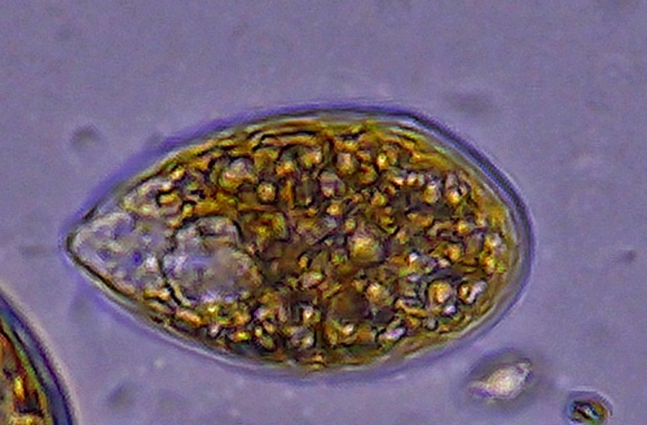 Ostreopsis ovata, la sentinella del Mediterraneo che cambia